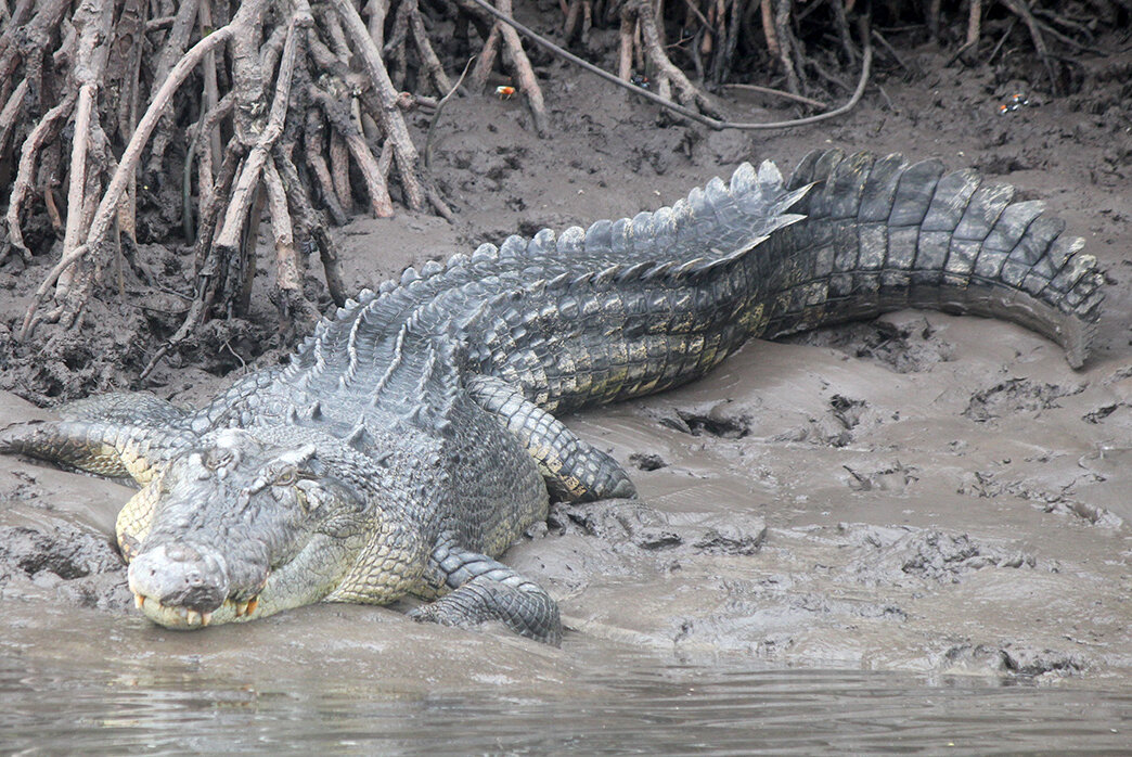Crocodile resting on the banks of the Daintree river