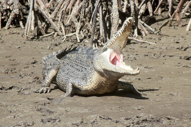 Saltwater crocodile on the Daintree River
